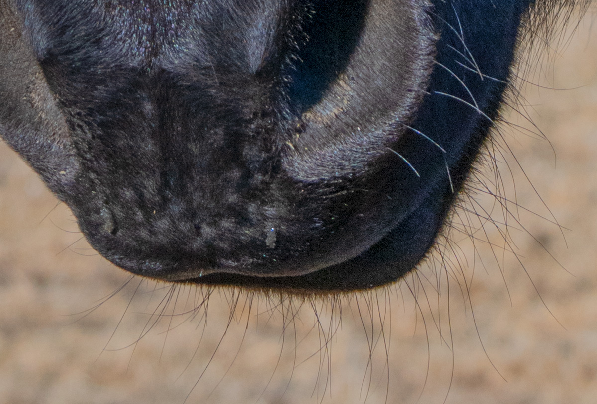 _NZ88464_100Percent1_dw.jpg