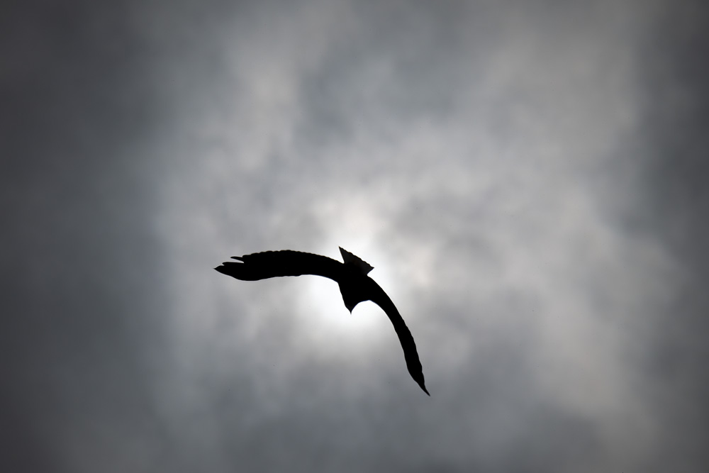 _NZ89309_dw.jpg