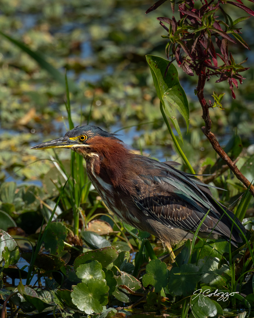 _P3A5423-Edit.jpg