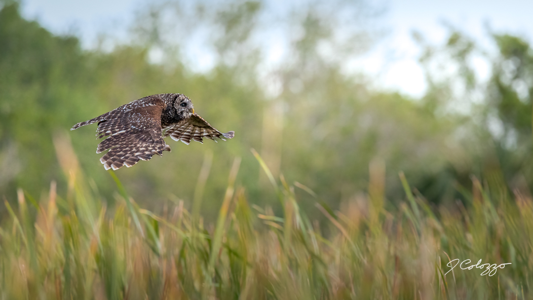 _P3A9255-Edit.jpg