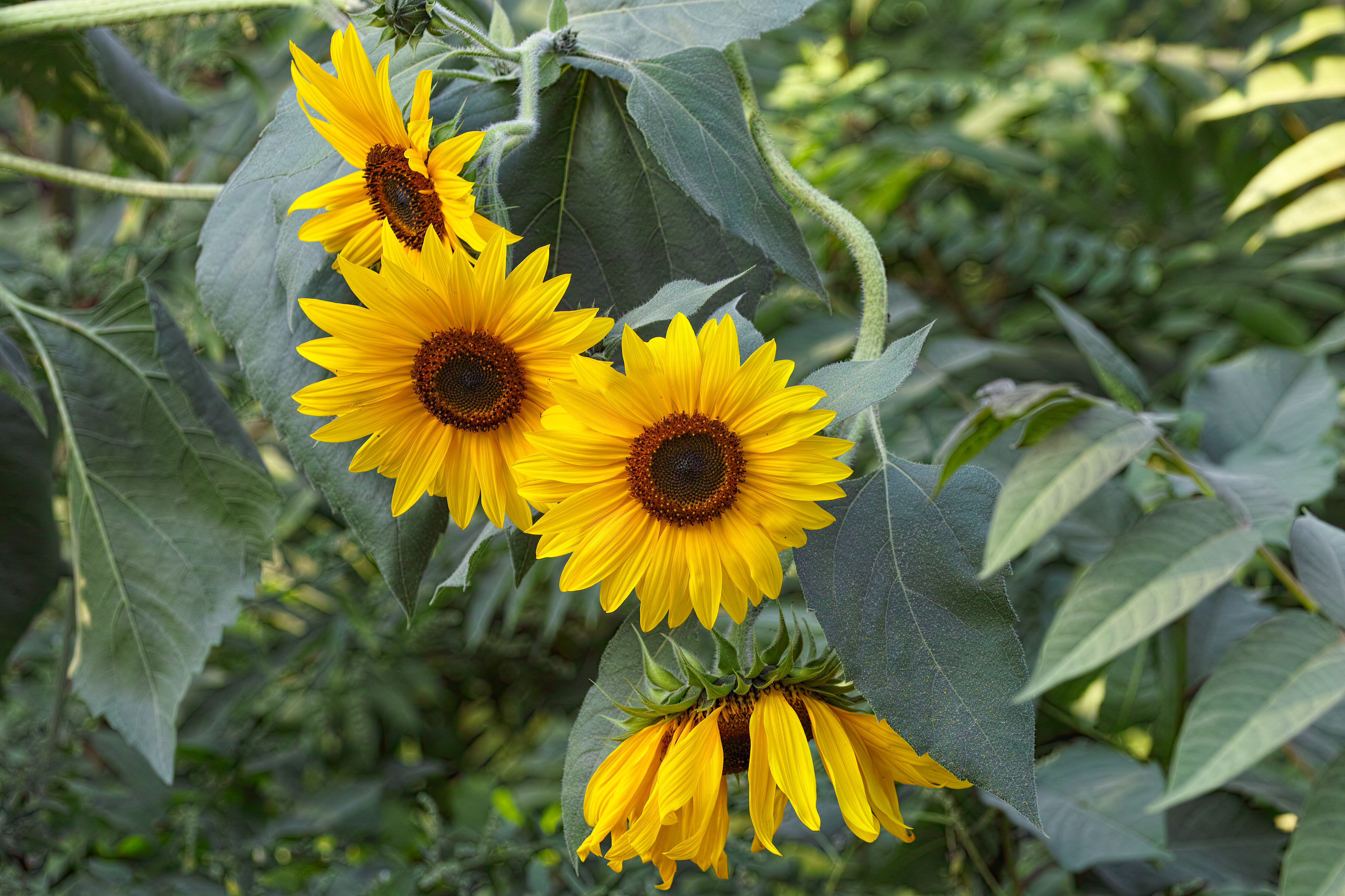 _SDI3479N-1 kopie.jpg