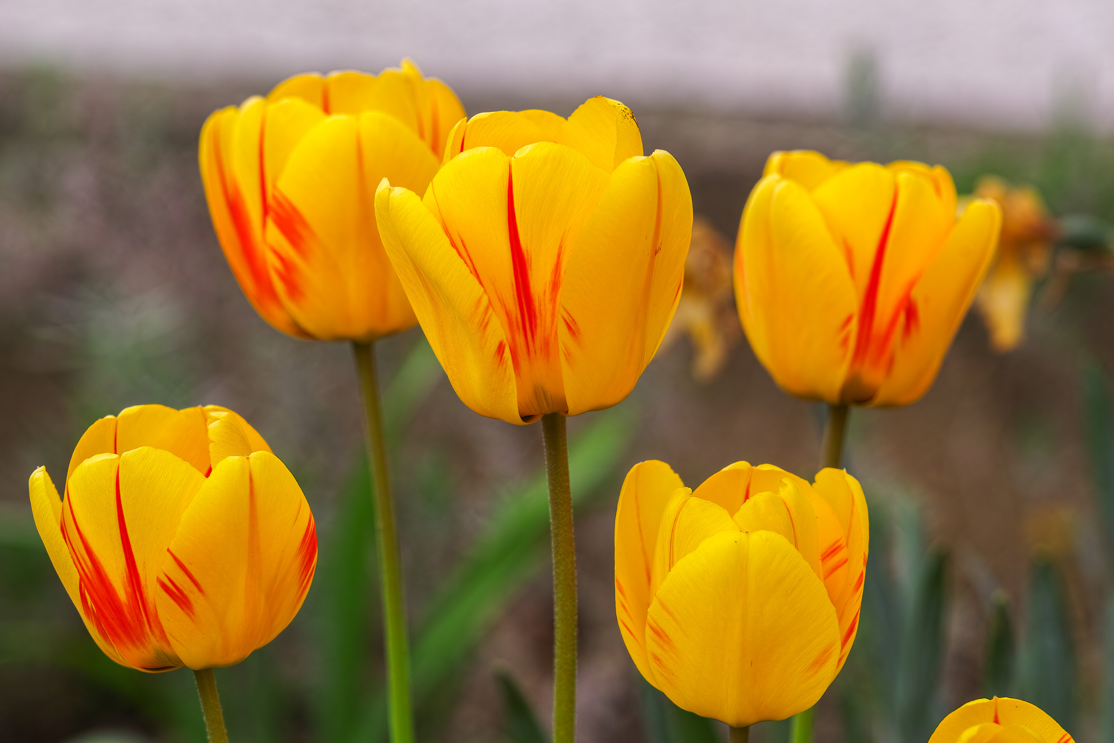 _SDI4170 LNDN kopie.jpg