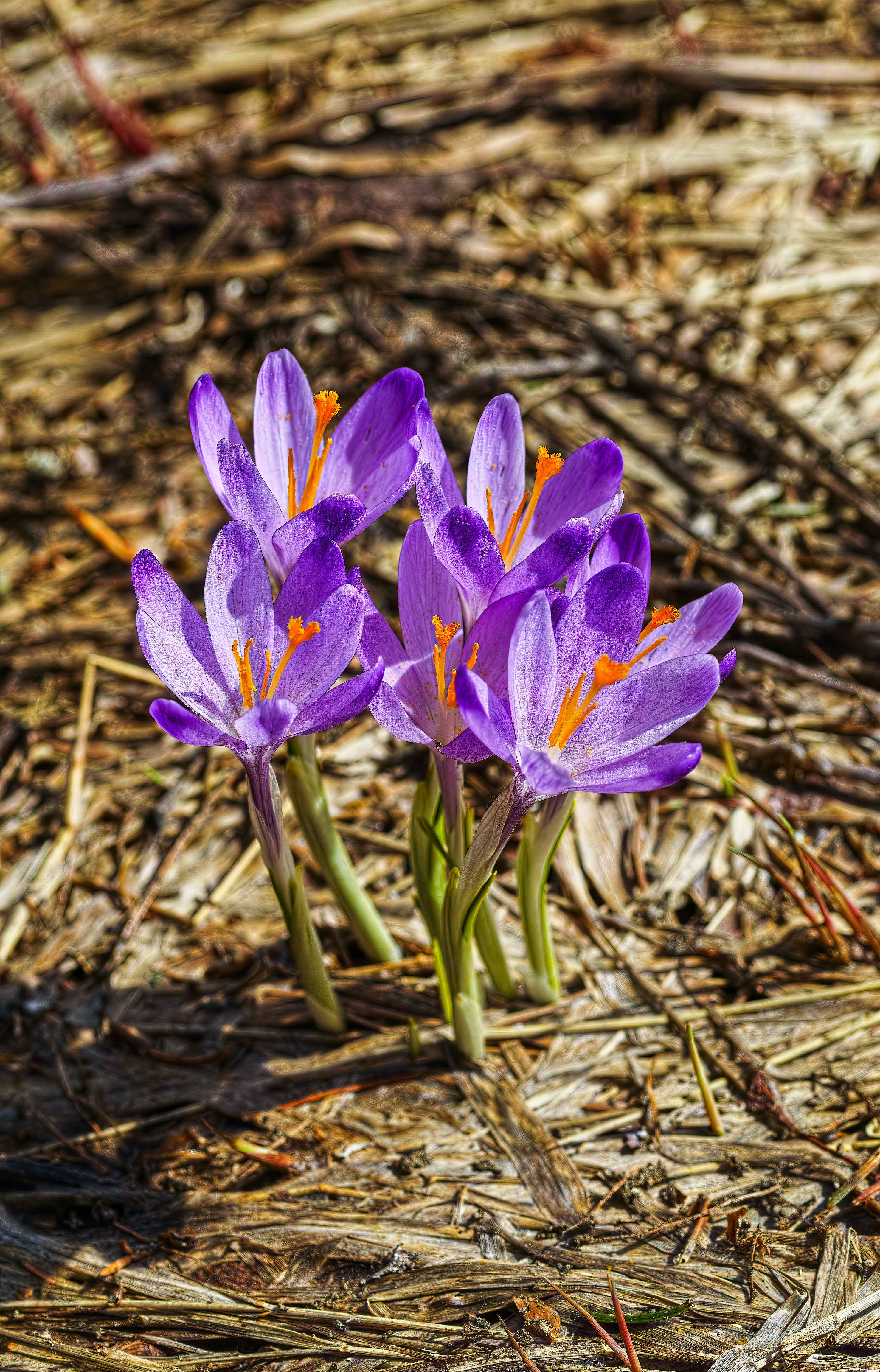 _SDI4522 LDN kopie.jpg