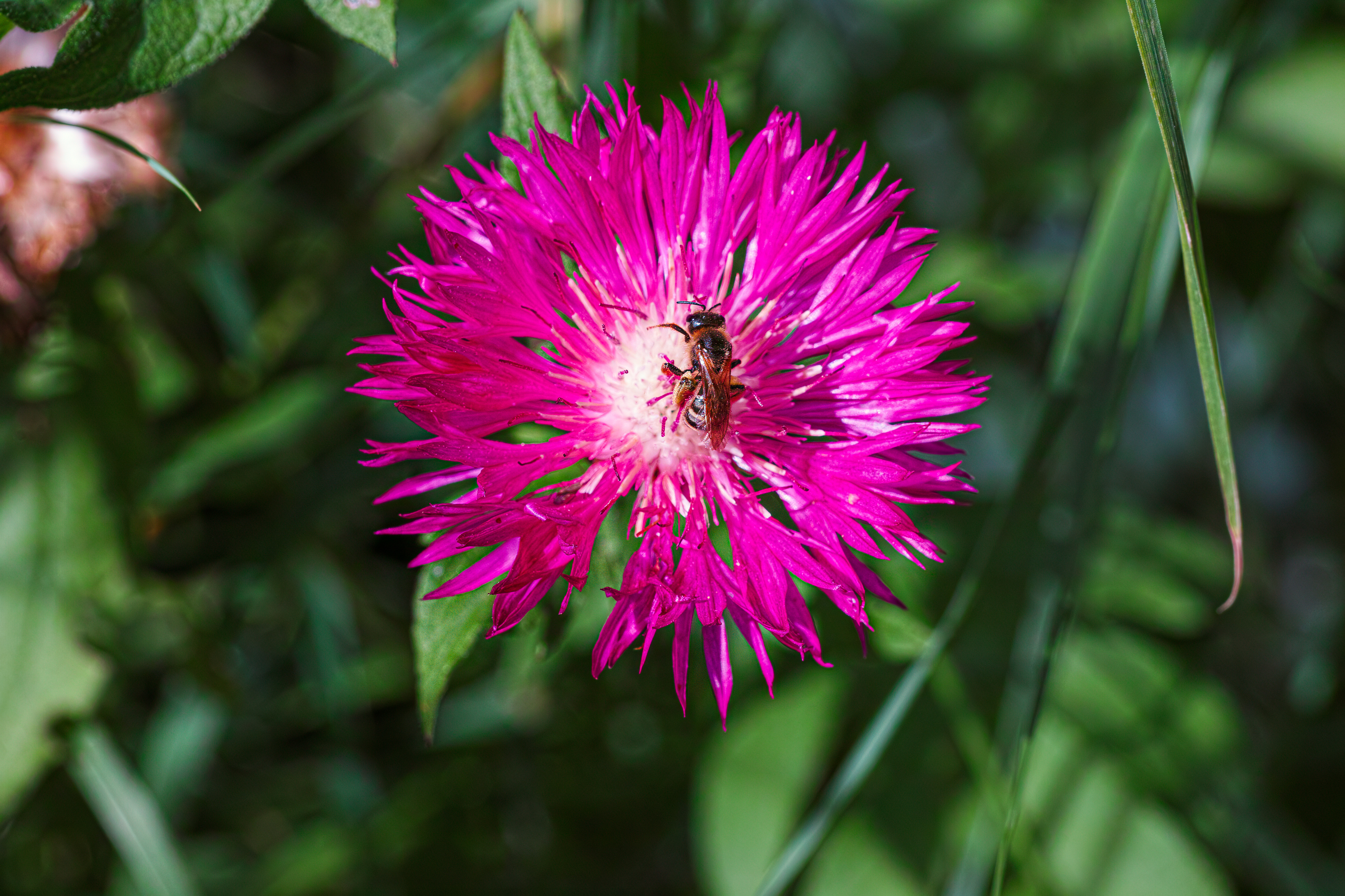 _SDI5265-TPhoto kopie.jpg