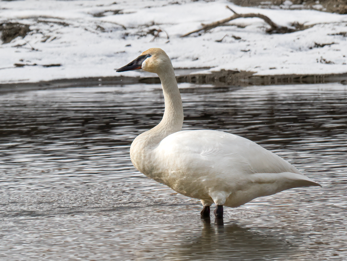 _TWX0943-Edit.jpg