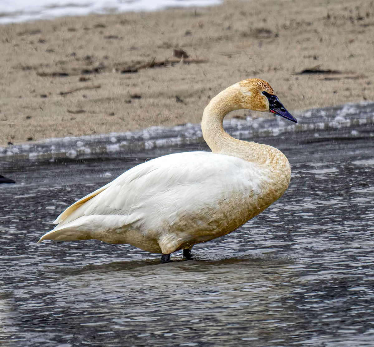 _TWX1245-Edit.jpg