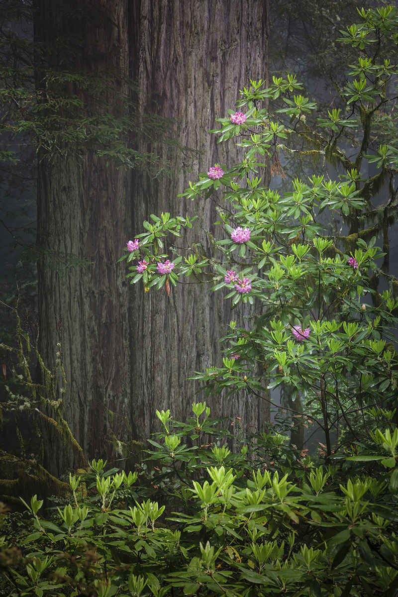 _VA16962-S.jpg