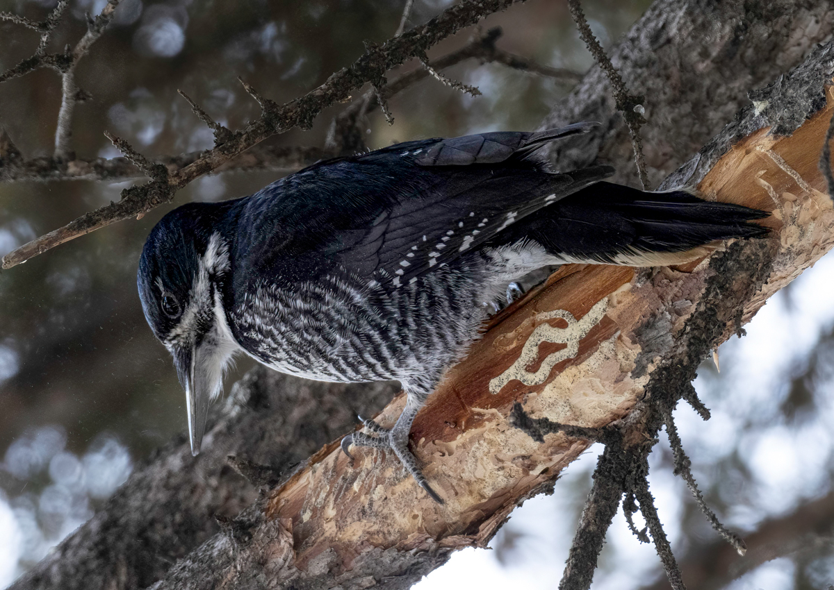 _WT03115-Edit.jpg