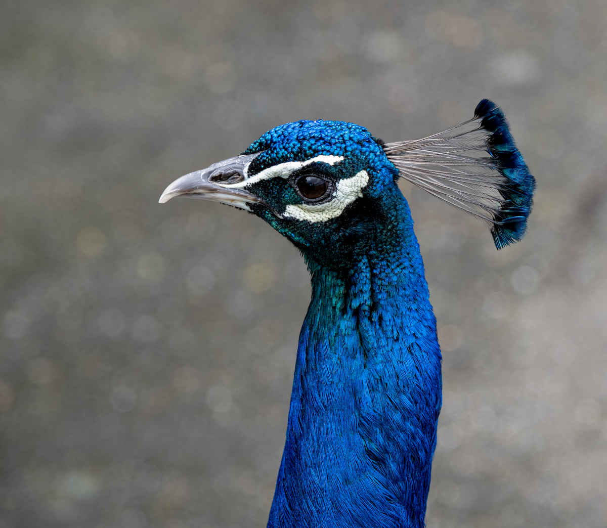 _WT11027-Edit.jpg