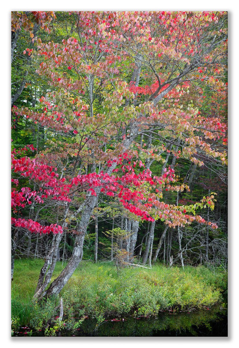 _Z3A1898-2 Solo Tree Pine Lake Flatts Display.jpg