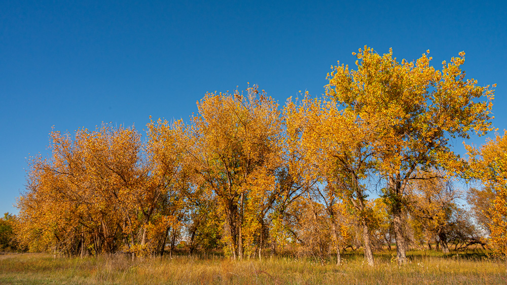 _Z630641_dw.jpg