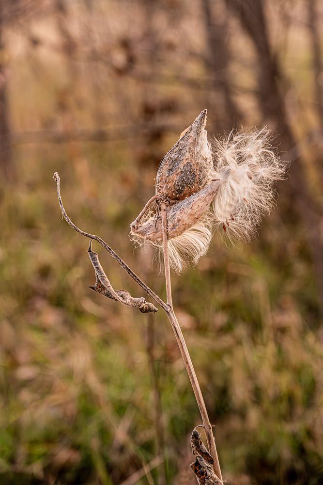 _Z630794_dw.jpg