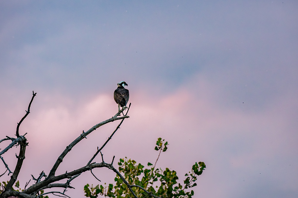 _Z630814_dw.jpg