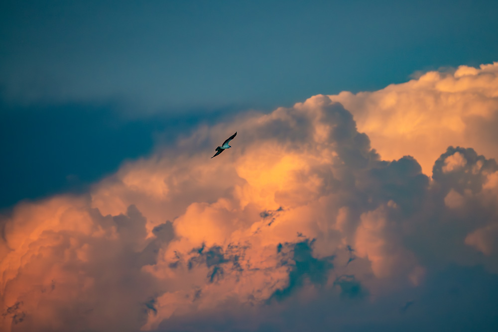 _Z631051_dw.jpg