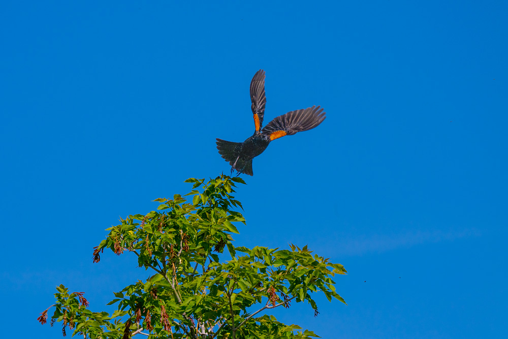 _Z633718_dw.jpg