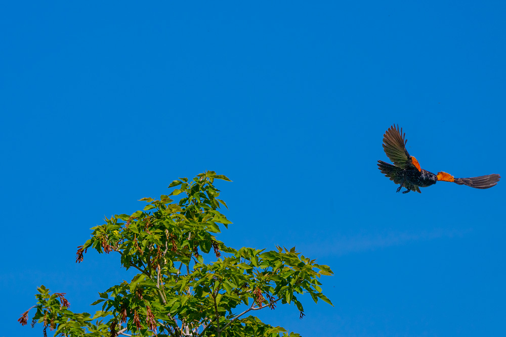 _Z633719_dw.jpg