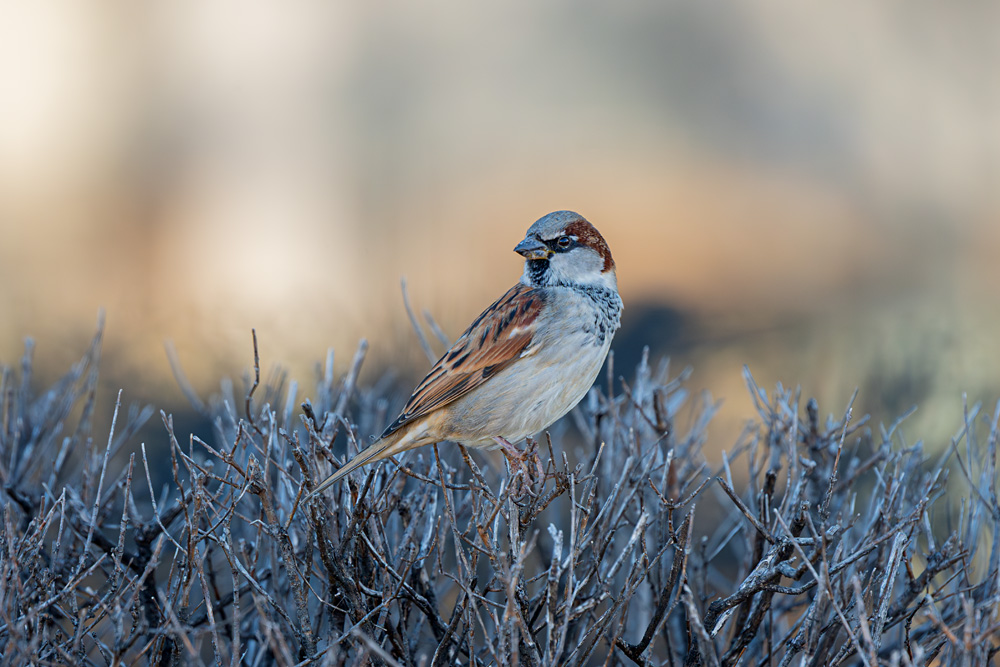 _Z634115_dw.jpg