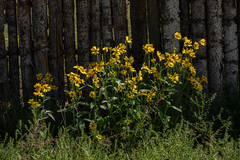 _Z636589_dw.jpg