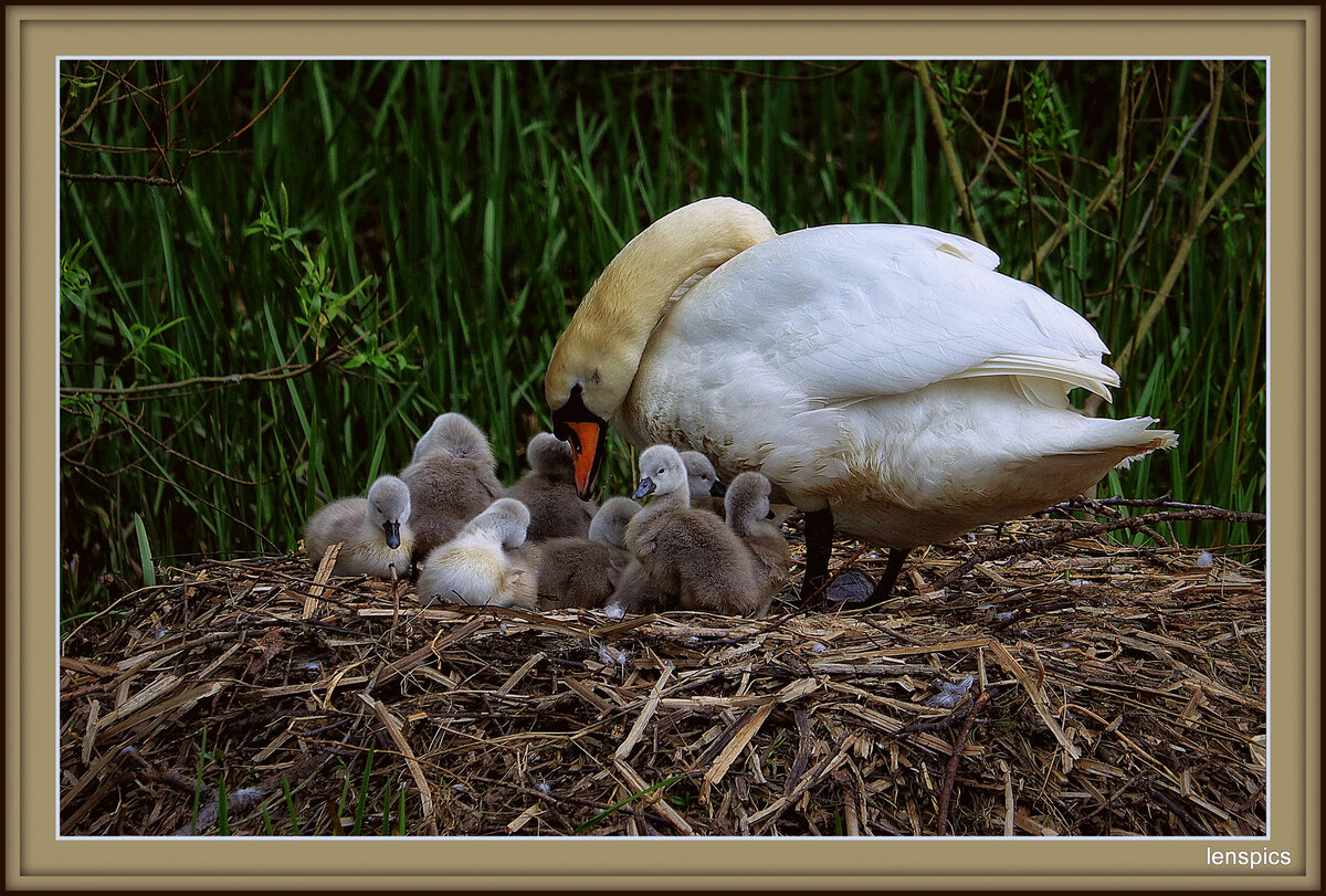 A MOTHERS LOVE SWAN.jpg