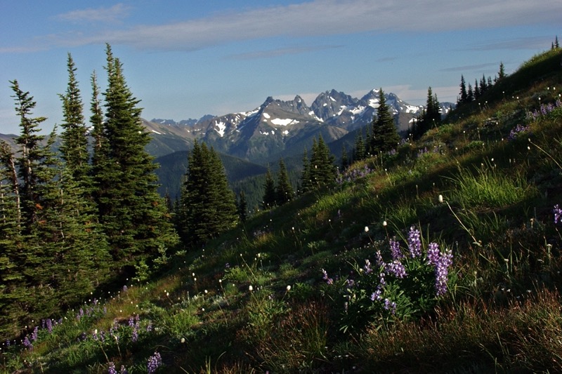 a1 9 olys P7171045-crop .jpg