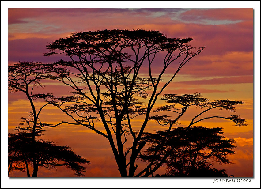 acaciasunset1.jpg