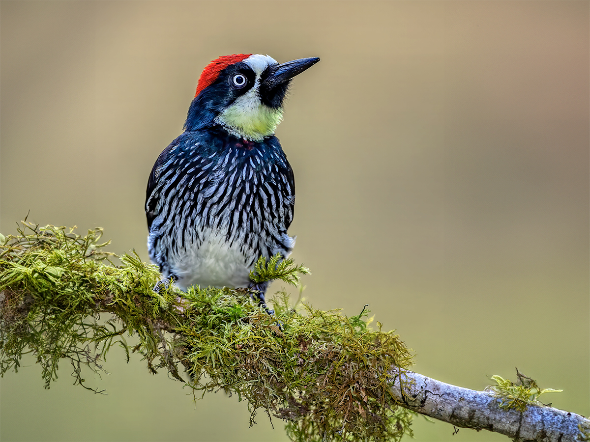 Acorn Woodpecker, Costa Rica.jpg