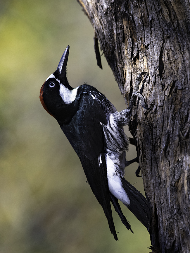 Acorn Woodpecker.jpg