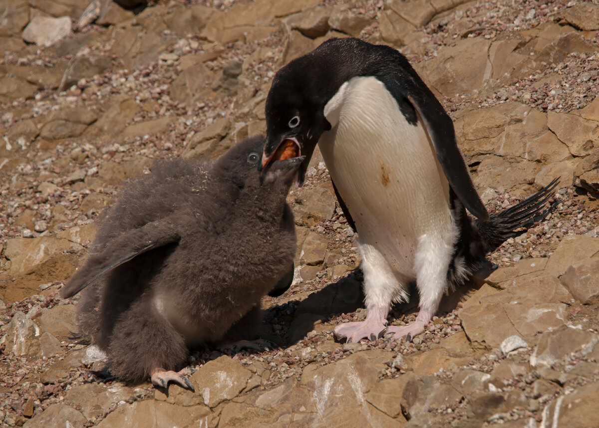 adelie penguin feeding chick.jpg