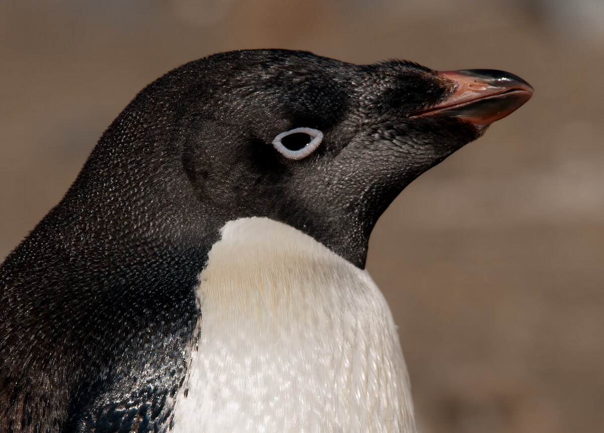 adelie penguin portrait.jpg