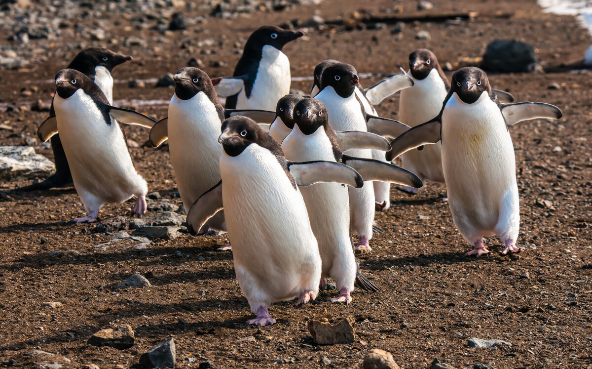 adelie penguins marching.jpg