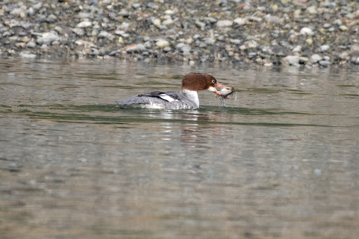 ADSC_5117 .jpg