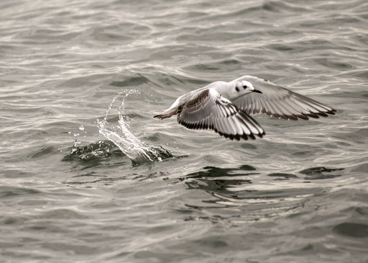 ADSC_6348 .jpg
