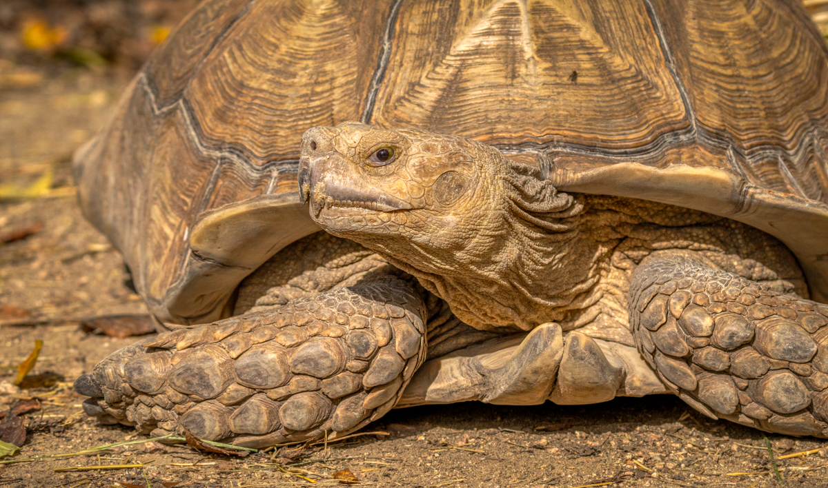 African Spurred Tortoise.jpg