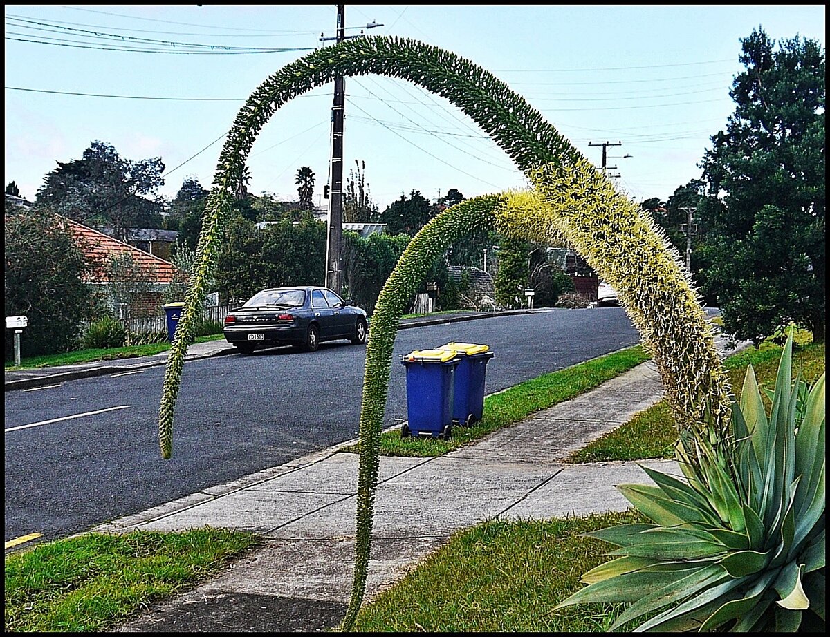 AGAVE 2.JPG