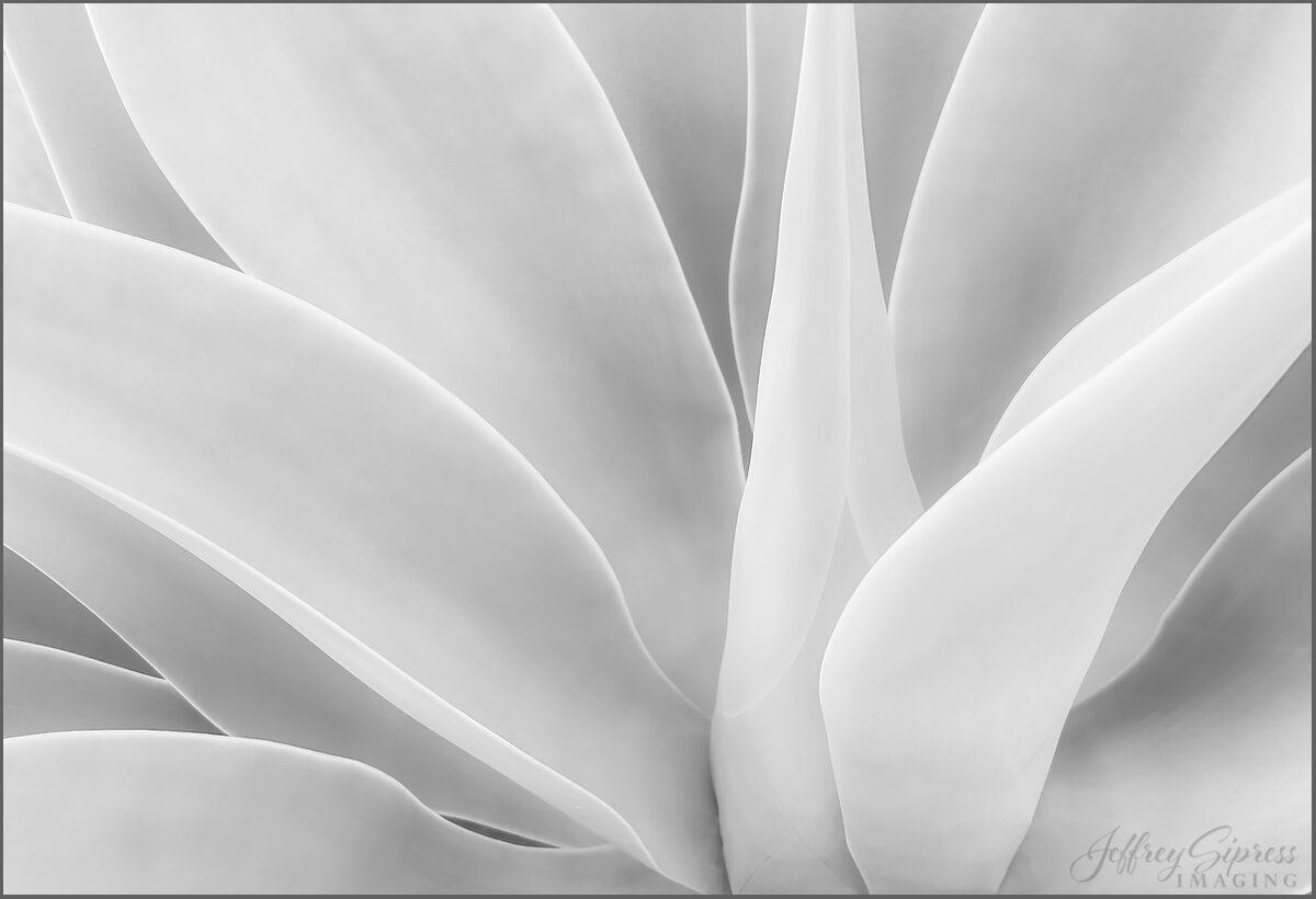 agave-highkey1.jpg