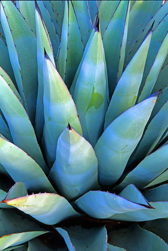 agave leaves.jpg