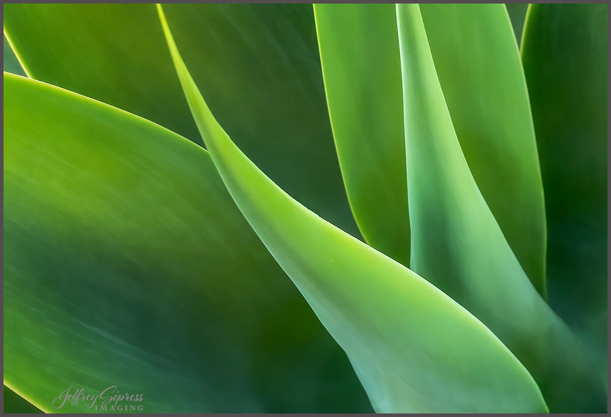agave2022-2.jpg
