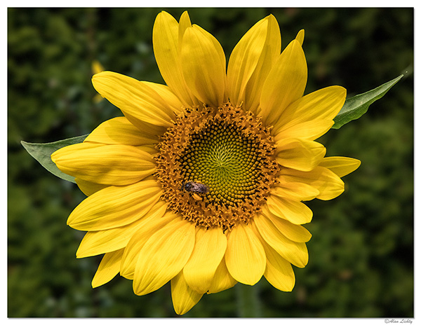 Alan Sunflower 600px.jpg