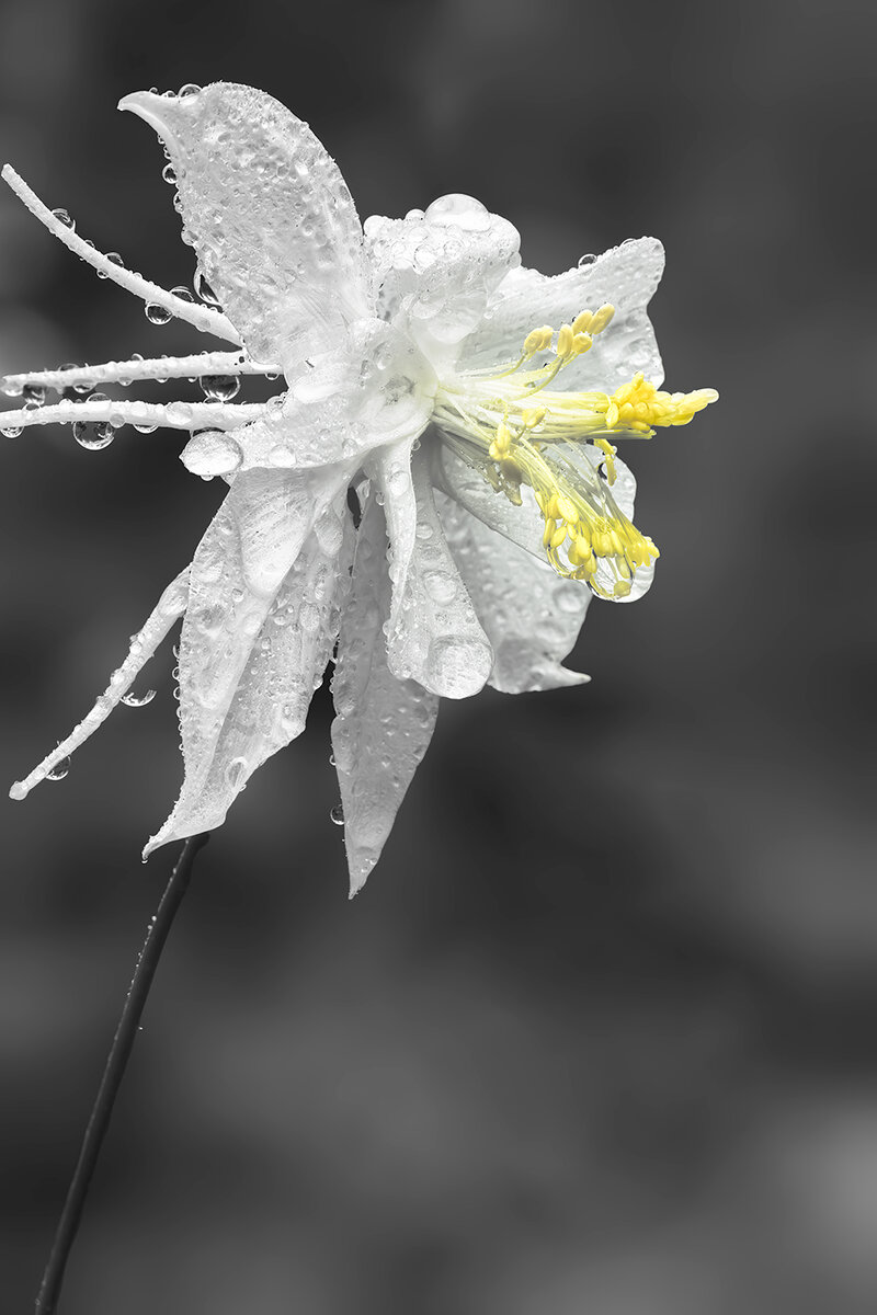 AlbaColumbineNoiseSharpBlurNikSpots.jpg