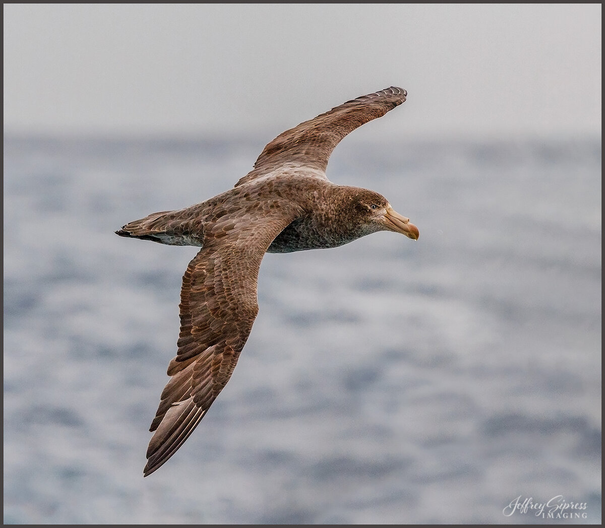 albatross2 2.jpeg