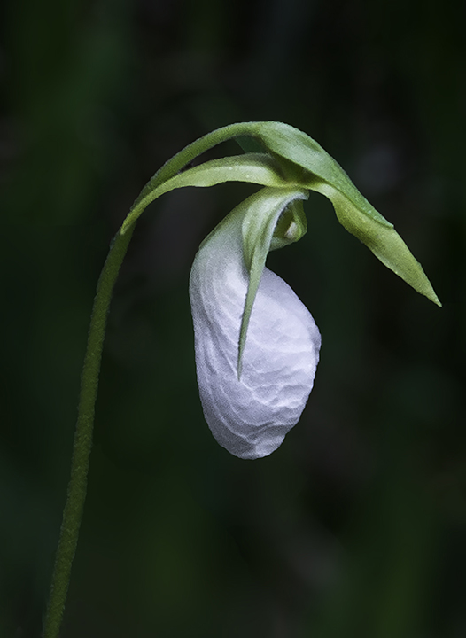 Albino Pink Moccasin Lady's-slipper small.jpg