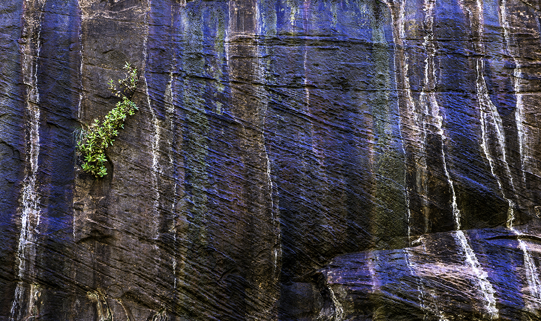 Algae stains on grotto wall.jpg