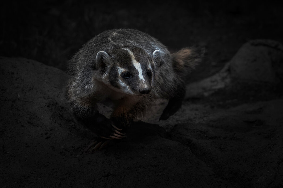American badger-2745-Edit.jpg
