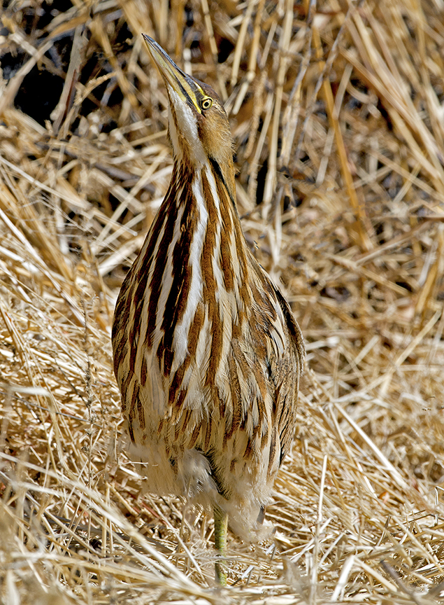 American Bittern.jpg