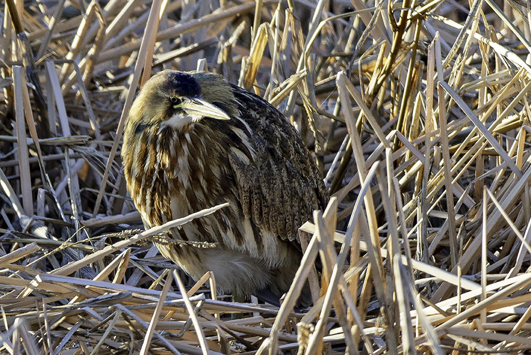 American Bittern, Whitewater Draw, AZ.jpg