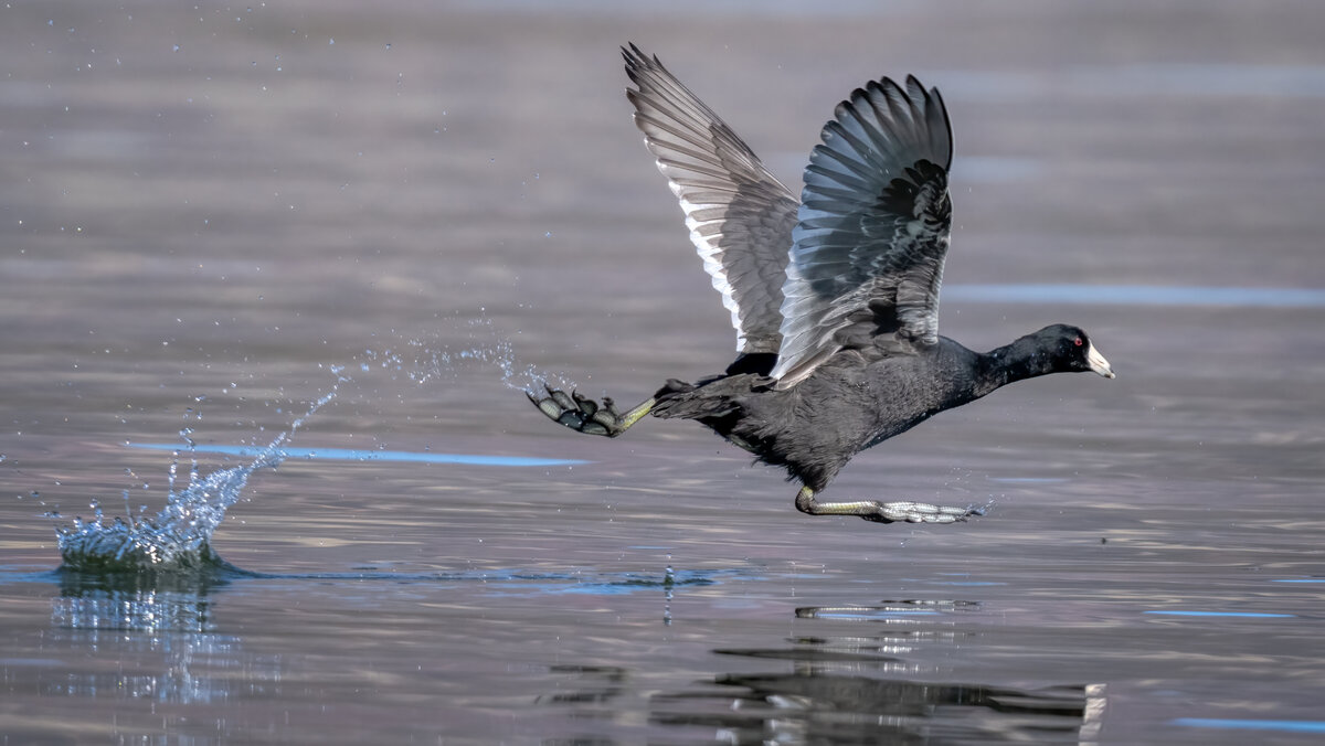 American coot-.jpg