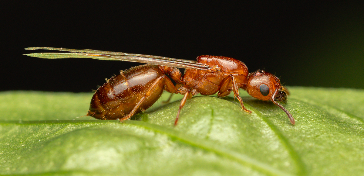 American Harvester Ant-01211-Edit.jpg