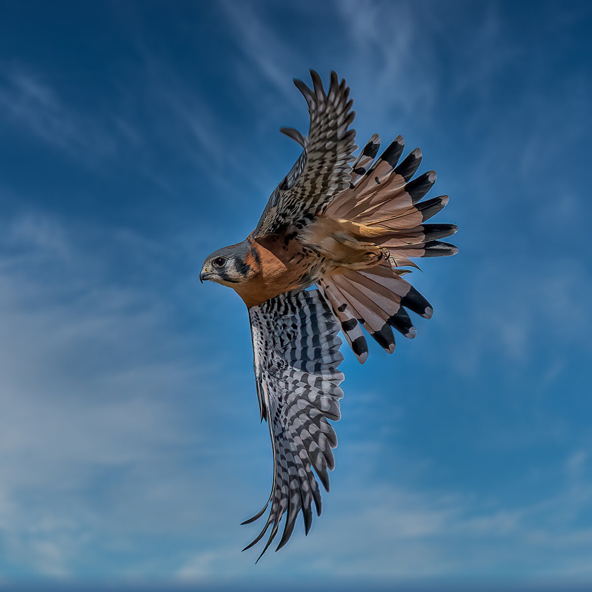 American Kestrel-9316-Edit.jpg