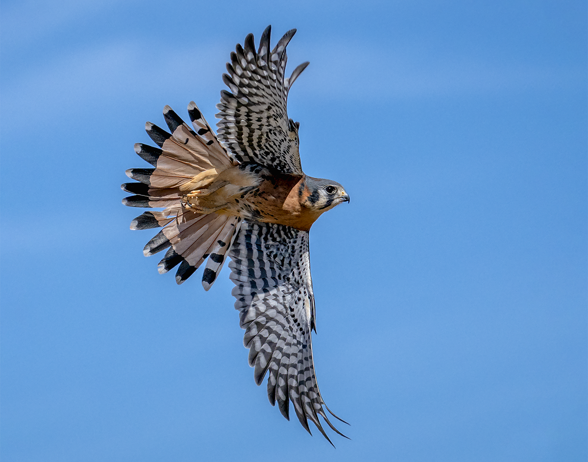 American Kestrel-9318.png