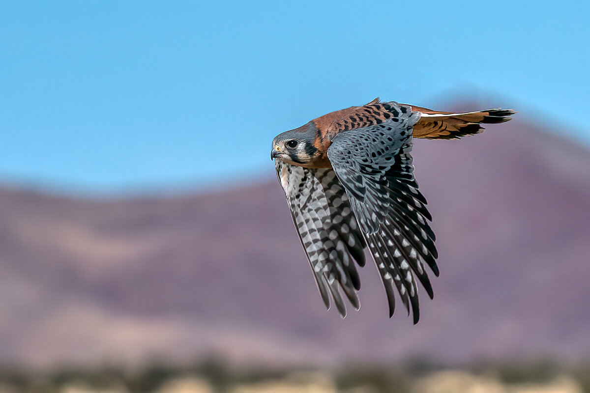 American Kestrel-9353-Edit.jpg